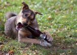 Кучешкият лай по-дразнещ от бирата в парка