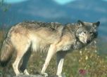 БАБХ ще ваксинира вълци и лисици