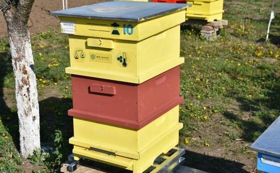 Национален протест на пчеларите ще бъде организиран във вторник от