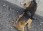 19 кучета намерени мъртви в Перник