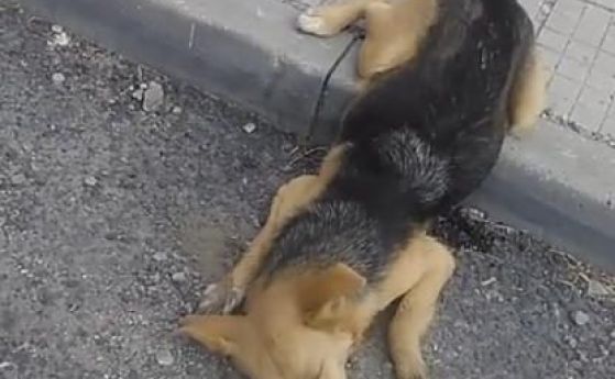 19 мъртви кучета са открити в Перник започнати са две