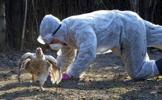 Четири огнища на птичи грип инфлуенца по птиците са открити