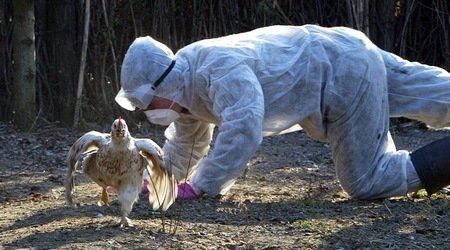 Четири огнища на птичи грип (инфлуенца по птиците) са открити