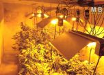 Полицията откри триетажна оранжерия с марихуана в Бояна (видео)