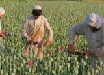 Рекорд: Опиумният мак в Афганистан за 2017 г. стига за 9000 тона наркотици