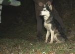 Пещерняци спасиха куче, бедствало три дни в пропаст