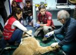 Лъвът Асен пристигна от Разград на лечение в столичния зоопарк
