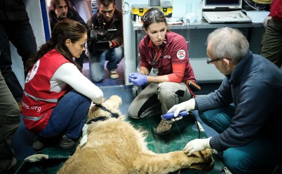 Един от лъвовете от зоопарка в Разград постъпи за лечение