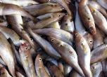 БАБХ с над хиляда проверки по рибните пазари за Никулден