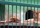 Петиция настоява за затварянето на зоопарка в Разград заради жестоко отношение към животните
