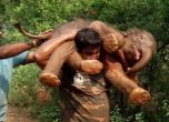 Индиец стана сензация, след като пренесе слонче на раменете си
