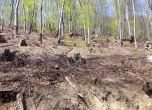 Видео: Стотици дървета отсечени при незаконна сеч в защитена местност край Мъглиж