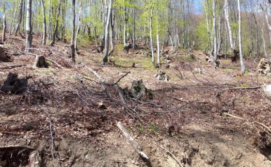 546 броя незаконно отсечени дървета откриха проверяващи от агенцията по