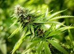 Още един американски щат легализира марихуаната