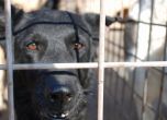 Екоравновесие: Стопани изоставят кучетата си в приюти, доведоха питбулка с малките й