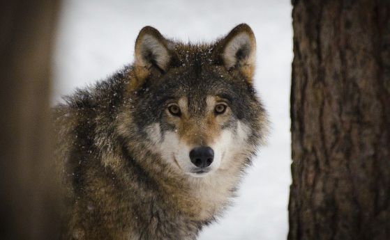 Френското правителство представи план за защита на популацията на вълците