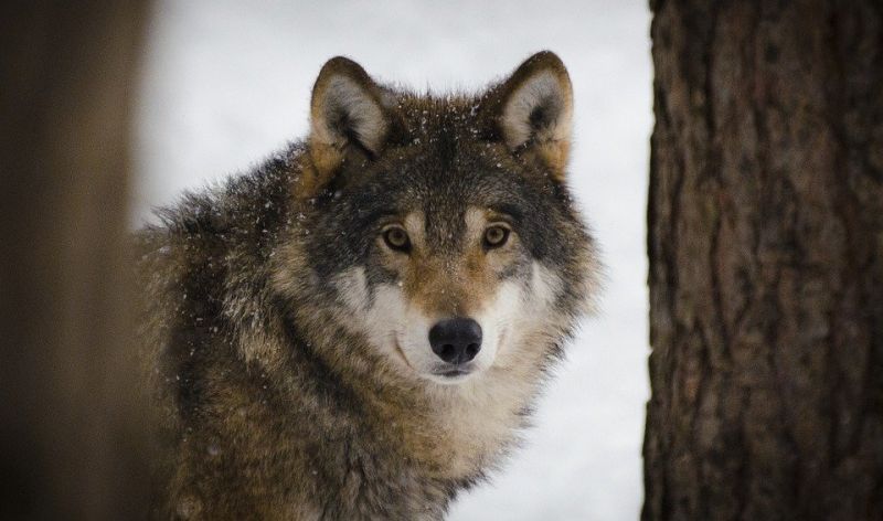 Френското правителство представи план за защита на популацията на вълците