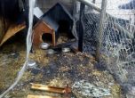 Запалиха кучкарник във Варна, две животни пострадаха