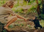 'Джейн': Филмът за най-известната приматоложка с премиера и безплатна прожекция