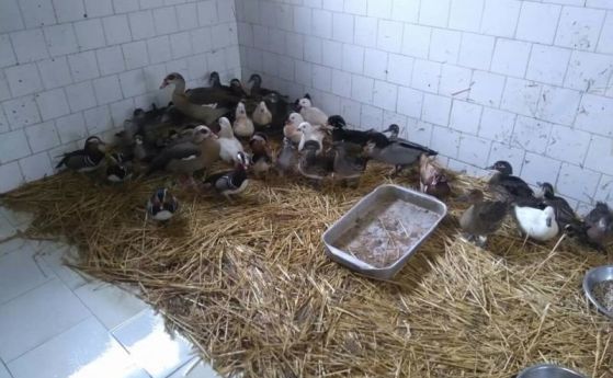 При две от умъртвените над 100 птици от Българската агенция