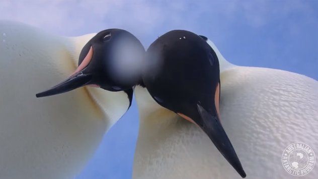 Пингвини си направиха селфи в Антарктида. Двата императорски пингвина намерили