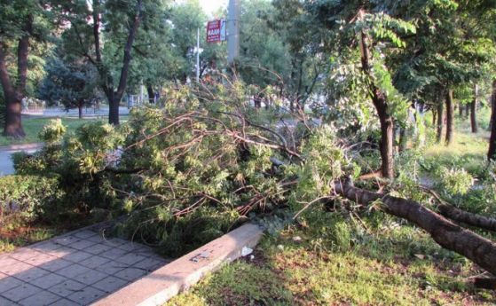 Бурният вятър събори няколко дървета в столицата днес   Столична община