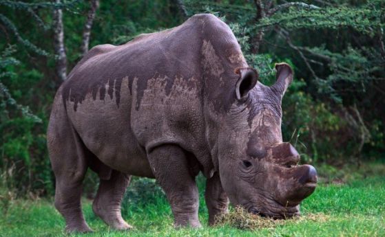 Судан последният мъжки северен бял носорог в света почина