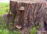 Мъж открадна общинско дърво в с. Крива бара