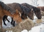 Ветеринари спасяват изоставените коне, проверяват собственика