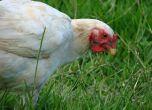 Ново огнище на птичи грип откриха в Ямболско