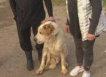 Ужас в Перник: 14 кучета мъртви в двор, държани на вериги