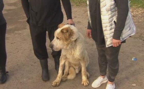 14 мъртви кучета открити в частен имот в Перник са