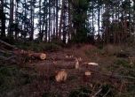 Великденски погром: Изсякоха гората край дома на Вергил Димов в Панагюрски колонии