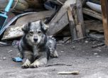 'Четири лапи' кастрира кучета и котки в Елин Пелин