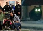 Гонят цяла седмица котка беглец на летище в САЩ