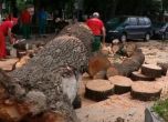 Буря повали дърво в Пловдив, градушка удари Панагюрище