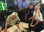Снимки: Куче-водач изненадващо роди 8 кутрета на летище във Флорида