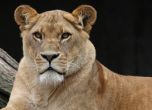 Лъвове, тигри и ягуар избягаха от зоопарк в Германия (обновена)