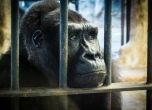 Вегани на протест, искат затваряне на зоопарка в София