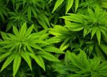 Канада легализира марихуаната за кеф