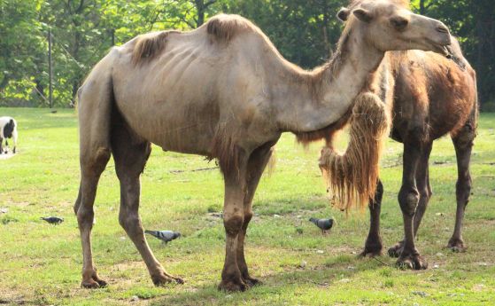Столичният зоопарк се сдоби с двугърбата камила Леми Животното идва