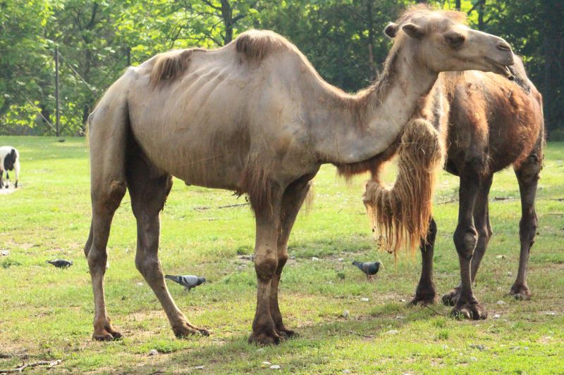 Столичният зоопарк се сдоби с двугърбата камила Леми. Животното идва