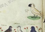 Откриха рисунки на какаду от XIII век