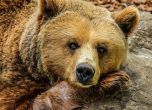 Мечка избяга от клетката си в зоопарка на Димитровград