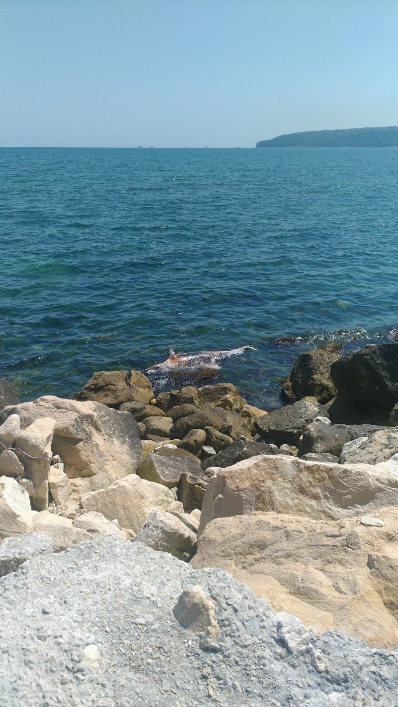 Тяло на делфин изплява край Варна. За това съобщи нашият