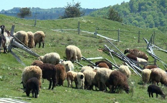 Чума по дребните преживни животни има в България няма съмнение