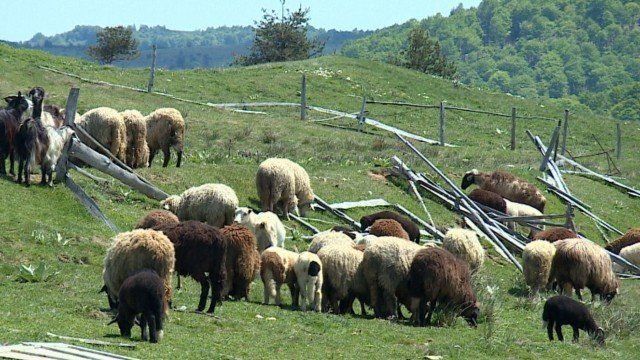 Чума по дребните преживни животни има в България, няма съмнение