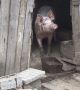 Пътят до кошарите на баба Дора остава блокиран, край Дунав се чудят да слагат ли прасетата в буркани отсега