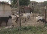От днес плащат обезщетенията в Шарково за евтаназираните животни