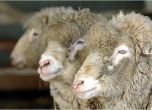 Съмнения за чума в две стада се появи и в Благоевградско